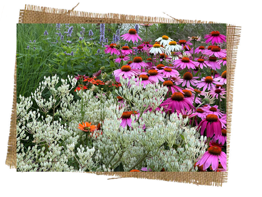 1FlowerResized